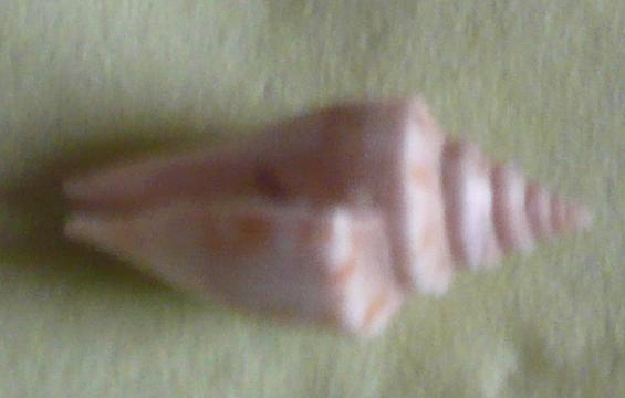 Ligia beach, mer �g�e.